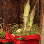 Amaryllis in der Grünwerkstatt